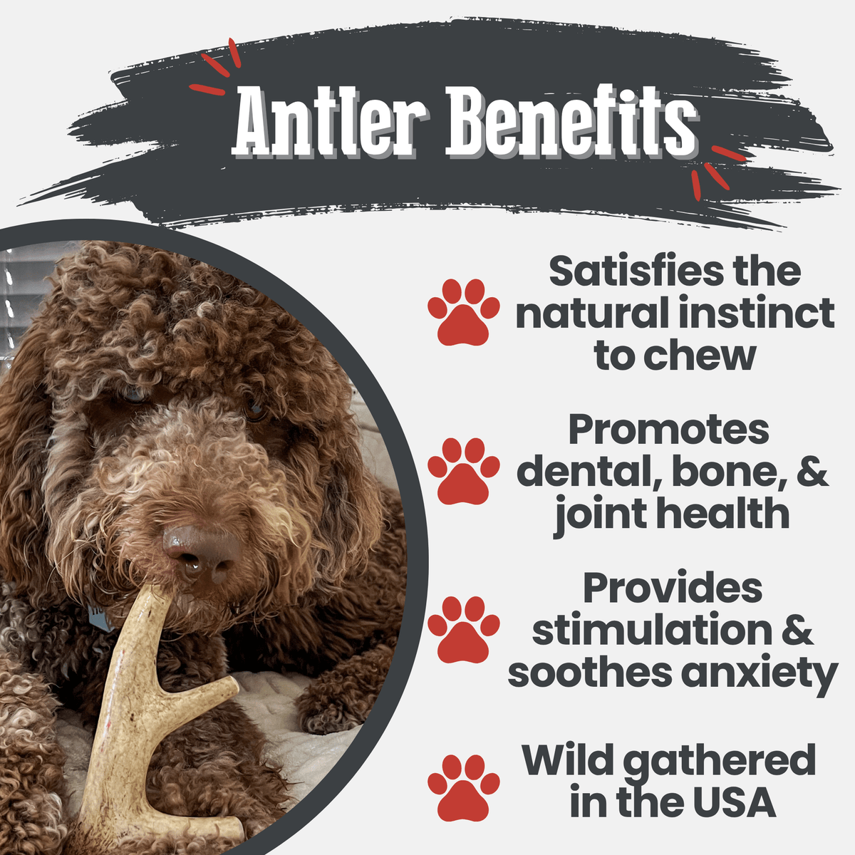 Deer Antler Dog Chews | Organic Chews for Dogs